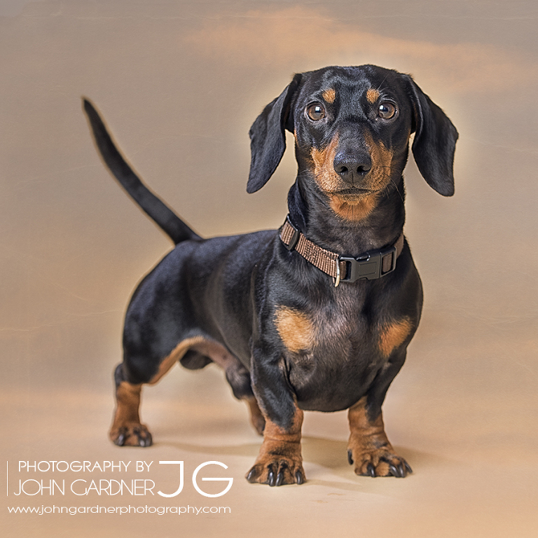 dog photographer Wakefield miniature dachshund