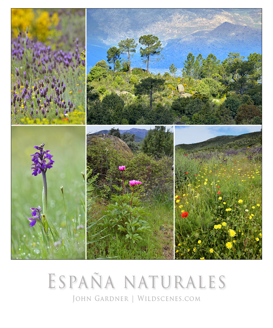 wildlife photography in Spain