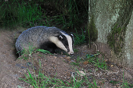 badger001