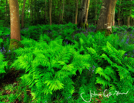 fine art nature photography by John Gardner