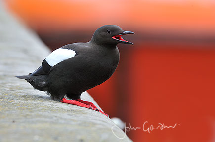 Black Guillemot against red boat