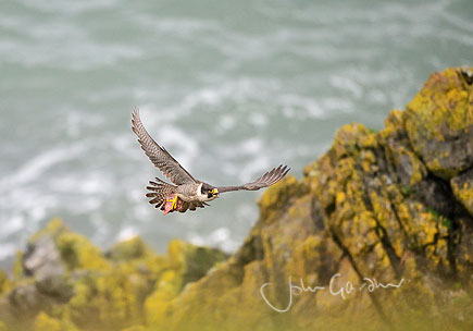 peregrine falcon by wildlife photographer John Gardner